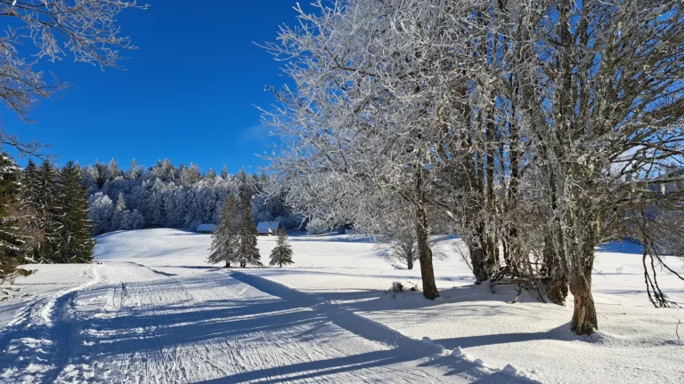 Arbres givrés et piste nordique