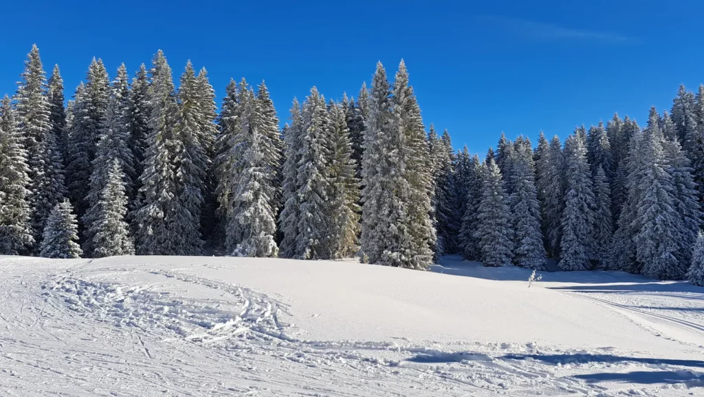 Forêt de sapins enneigés et grande prairie blanche sur le plateau