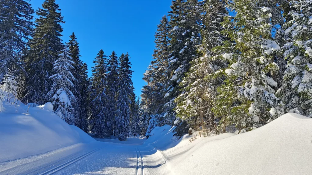 Piste de ski nordique damée entre les sapins enneigés du Revard