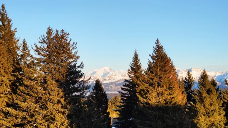 Sapins dans la lumière du soir