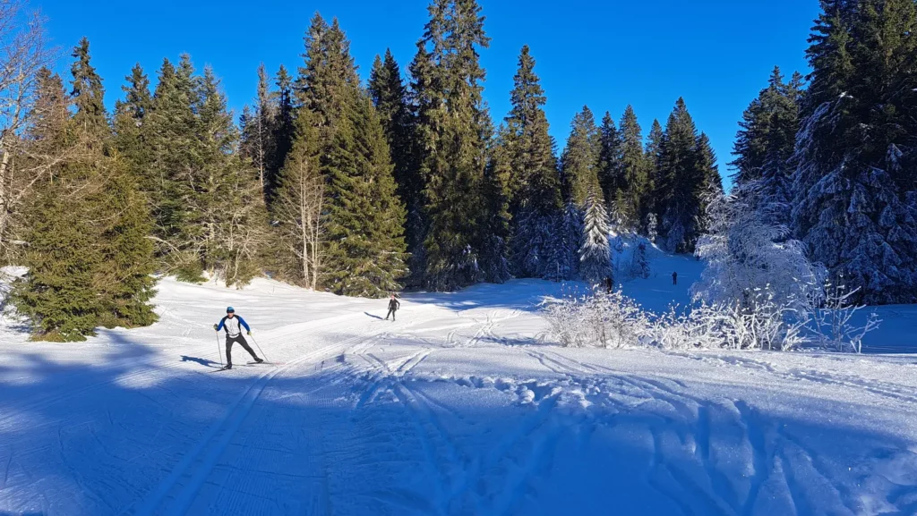 Skieur en skating sur une piste nordique du Revard, entre les sapins